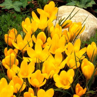 Krokus Żółty - GIGA paczka! - 500 szt.