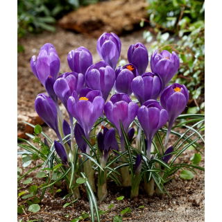 Krokus Blue Ocean - GIGA paczka! - 500 szt.