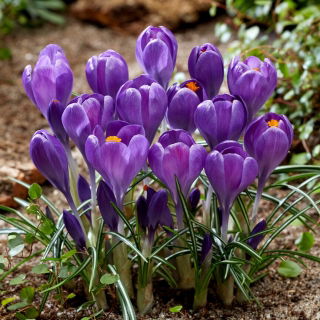 Krokus Blue Ocean - GIGA paczka! - 500 szt.