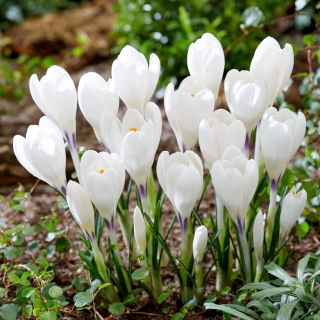 Krokus Ice Queen - 10 szt.
