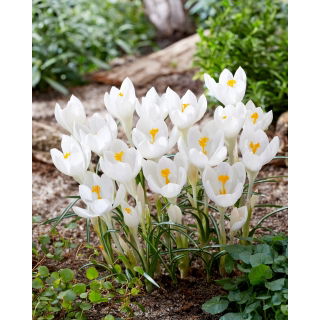 Krokus Ivory Princess - duża paczka! - 100 szt.