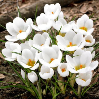 Krokus Biały - duża paczka! - 100 szt.