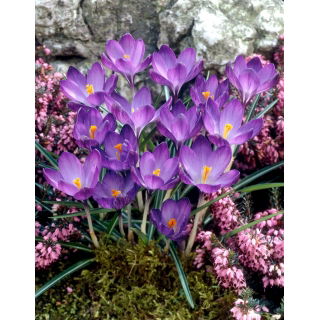 Krokus Fioletowy - duża paczka! - 100 szt.