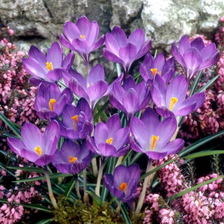 Krokus Fioletowy - duża paczka! - 100 szt.