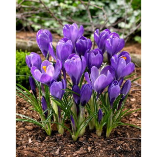 Krokus Wielkokwiatowy - Fioletowy - 10 szt.