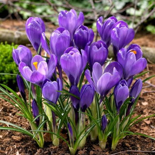 Krokus Wielkokwiatowy - Fioletowy - GIGA paczka! - 500 szt.