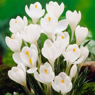 Krokus Wielkokwiatowy - Biały - duża paczka! - 100 szt.