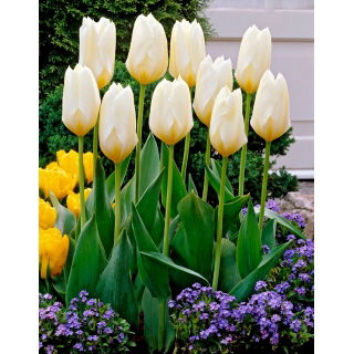 Tulipan Purissima - niski - 5 szt.