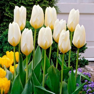 Tulipan Purissima - niski - GIGA paczka! - 250 szt.
