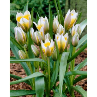 Tulipan Little Star - 5 szt.