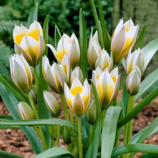 Tulipan Little Star - 5 szt.