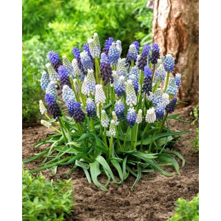 Szafirek Mix - Muscari Mix - 10 szt.