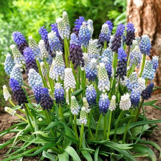 Szafirek Mix - Muscari Mix - duża paczka! - 100 szt.