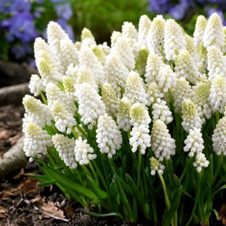 Szafirek White Magic - GIGA paczka! - 500 szt.