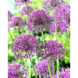Czosnek ozdobny Violet Beauty - 3 szt.