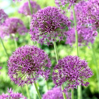 Czosnek ozdobny Violet Beauty - 3 szt.