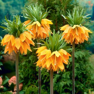 Korona Cesarska - Orange Brilliant