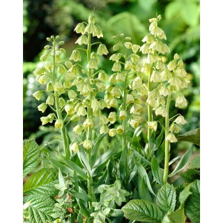 Szachownica perska - Ivory Bells