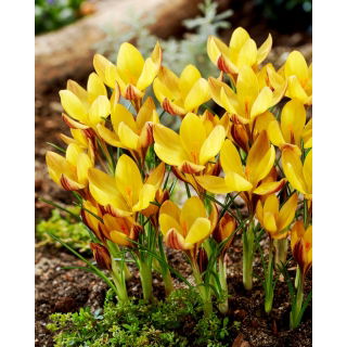 Krokus Bronze Form - duża paczka! - 100 szt.