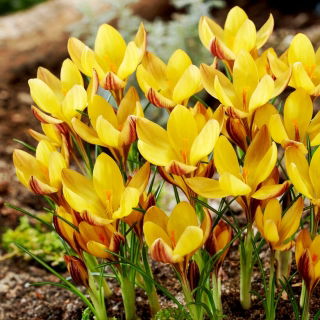 Krokus Bronze Form - GIGA paczka! - 500 szt.