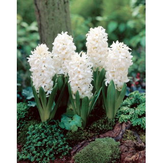 Hiacynt White Pearl - GIGA paczka! - 150 szt.