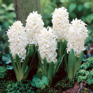 Hiacynt White Pearl - duża paczka! - 30 szt.