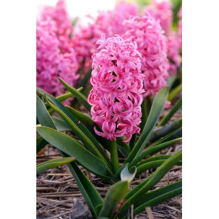 Hiacynt Scarlet Pearl - GIGA paczka! - 150 szt.