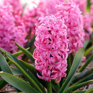 Hiacynt Scarlet Pearl - GIGA paczka! - 150 szt.
