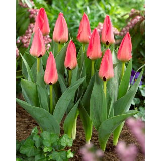 Tulipan Adele Duttweiler - 5 szt.