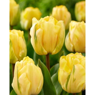 Tulipan Akebono - duża paczka! - 50 szt.