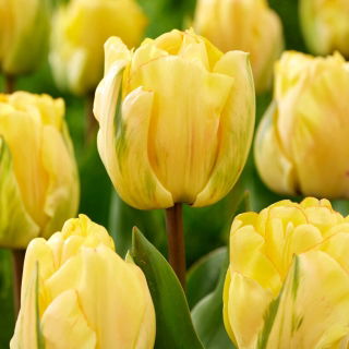 Tulipan Akebono - duża paczka! - 50 szt.