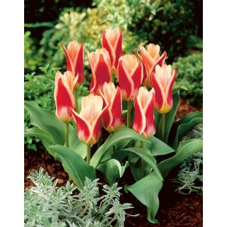 Tulipan Ancilla - GIGA paczka! - 250 szt.