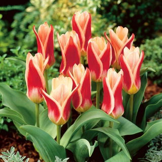 Tulipan Ancilla - GIGA paczka! - 250 szt.