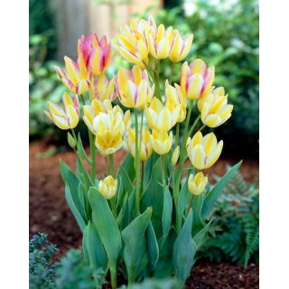Tulipan Antoinette - duża paczka! - 50 szt.