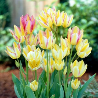 Tulipan Antoinette - 5 szt.