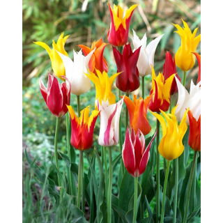 Tulipan liliokształtny mix - Lilyflowering mix - 5 szt.