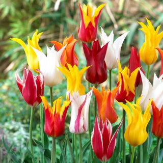 Tulipan liliokształtny mix - Lilyflowering mix - duża paczka! - 50 szt.