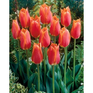 Tulipan Big Brother - GIGA paczka! - 250 szt.