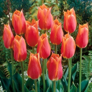 Tulipan Big Brother - 5 szt.