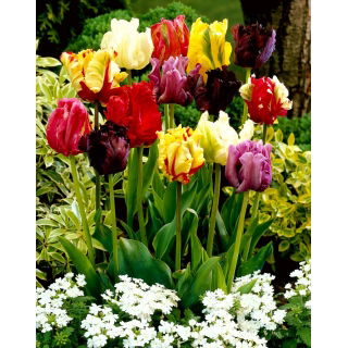 Tulipan papuzi mix - Parrot mix - duża paczka! - 50 szt.