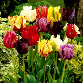 Tulipan papuzi mix - Parrot mix - duża paczka! - 50 szt.