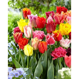 Tulipan strzępiasty mix - Fringed mix - GIGA paczka! - 250 szt.
