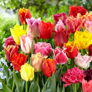 Tulipan strzępiasty mix - Fringed mix - GIGA paczka! - 250 szt.
