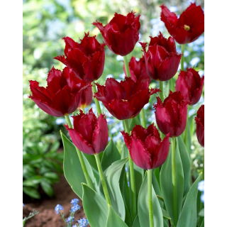 Tulipan Pacific Pearl - GIGA paczka! - 250 szt.