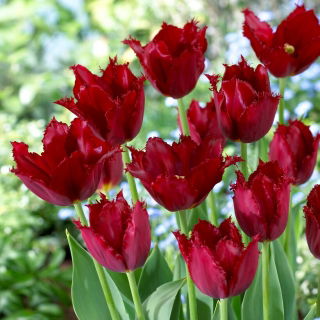Tulipan Pacific Pearl - duża paczka! - 50 szt.