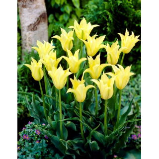 Tulipan Cistula - duża paczka! - 50 szt.