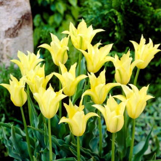 Tulipan Cistula - duża paczka! - 50 szt.