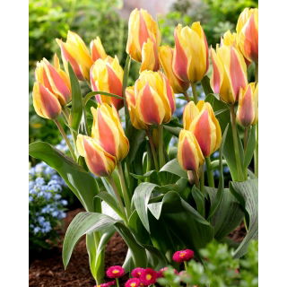 Tulipan City Flower - 5 szt.