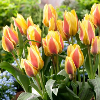 Tulipan City Flower - 5 szt.