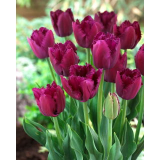Tulipan Curly Sue - duża paczka! - 50 szt.